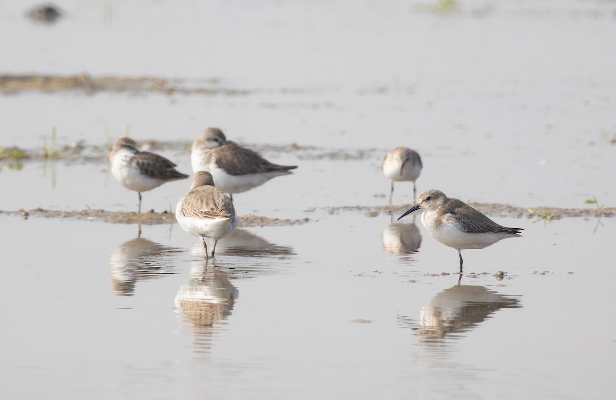 Dunlin - ML652653099