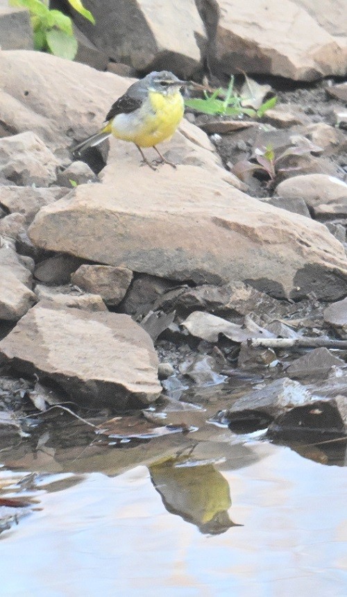 灰鶺鴒 - ML652653395