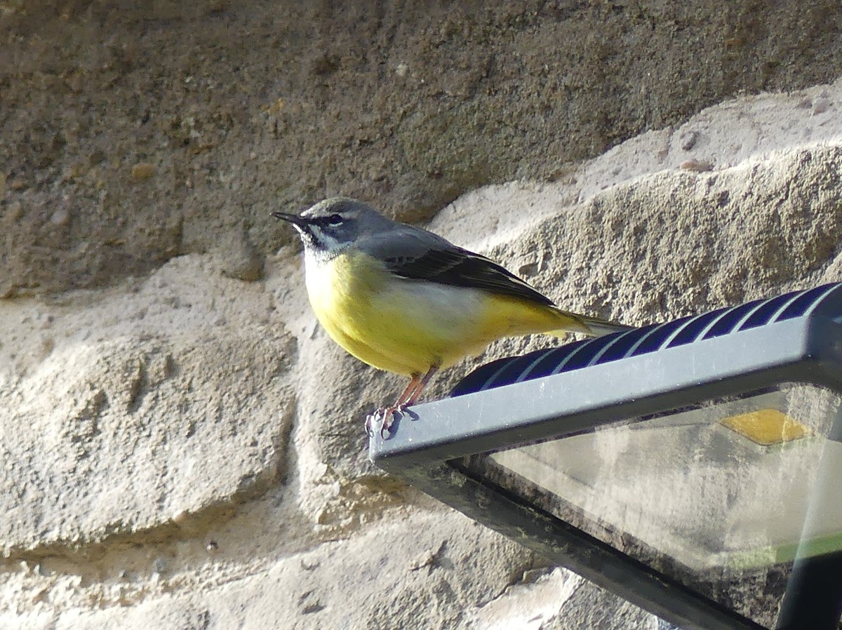 灰鶺鴒 - ML652653492