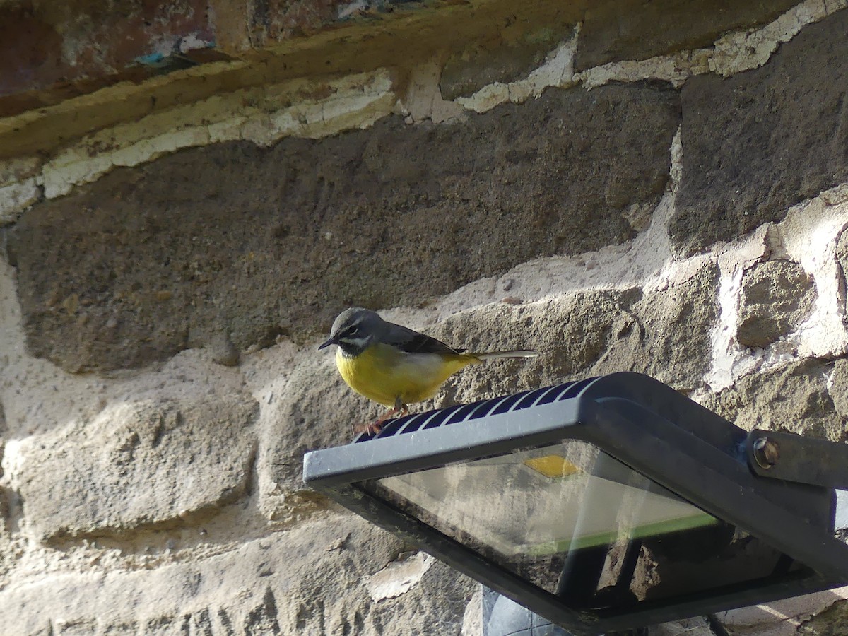 灰鶺鴒 - ML652653493