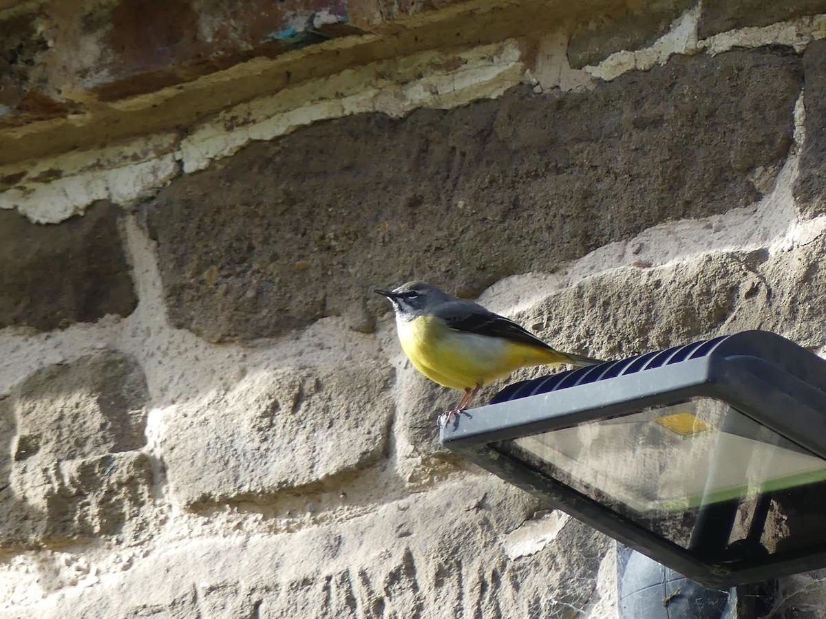 灰鶺鴒 - ML652653494