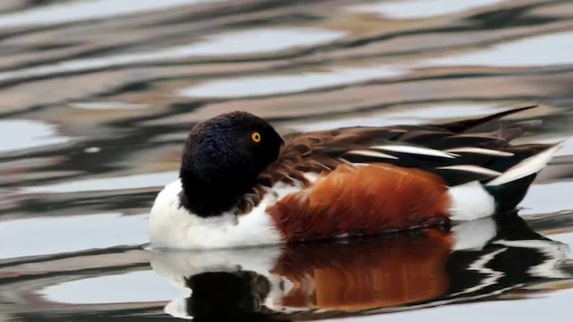 lžičák pestrý - ML652653530