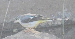 灰鶺鴒 - ML652653586