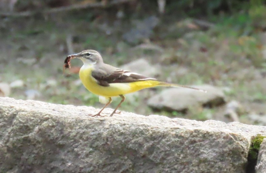 灰鶺鴒 - ML652653669