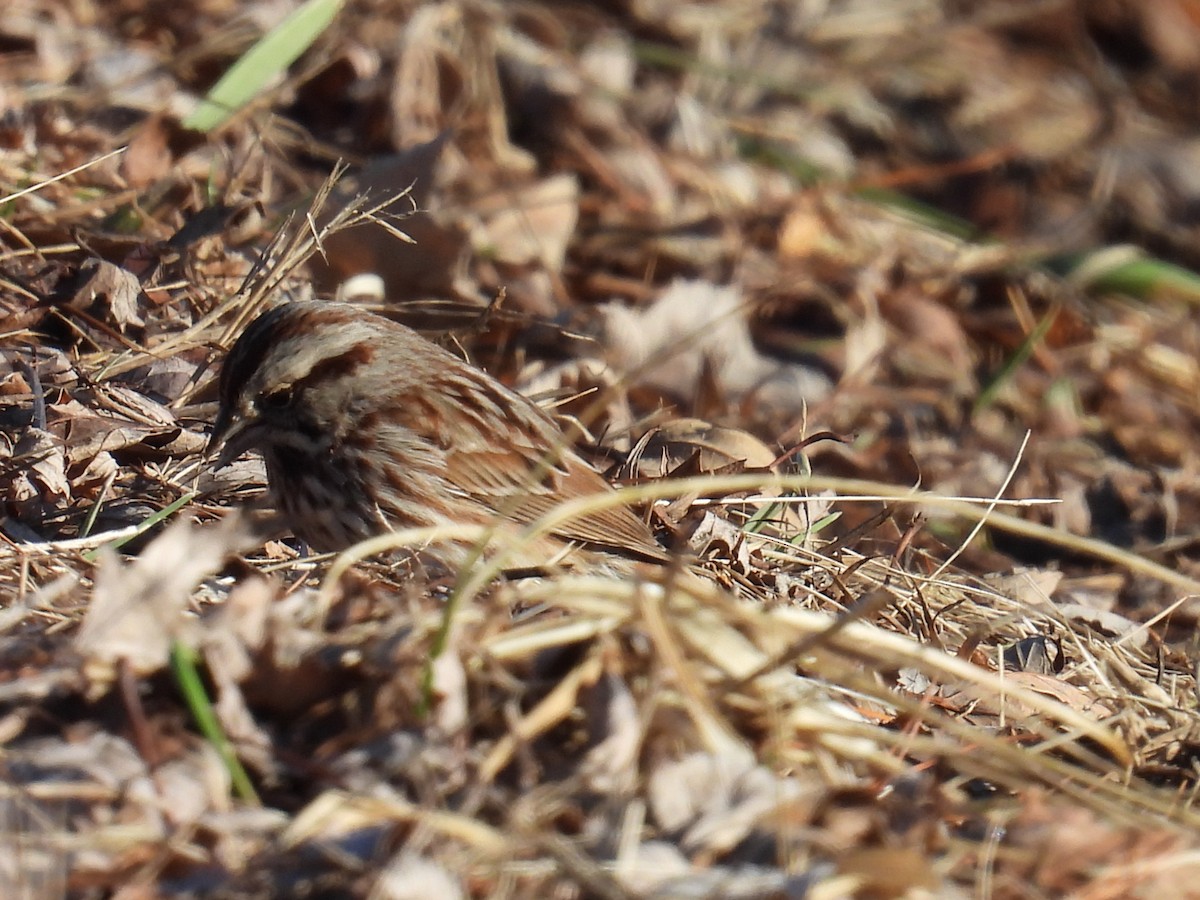 ウタスズメ - ML652653766