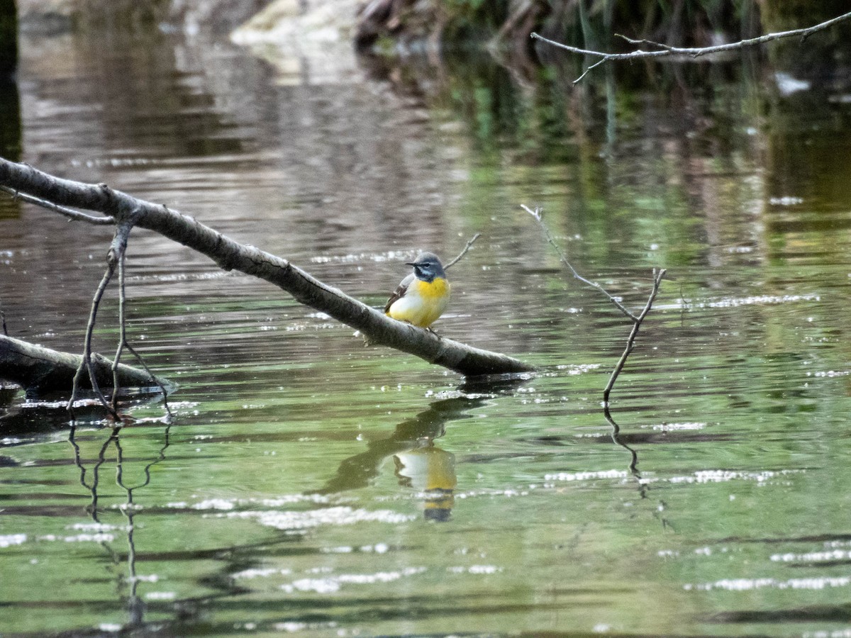 灰鶺鴒 - ML652653813