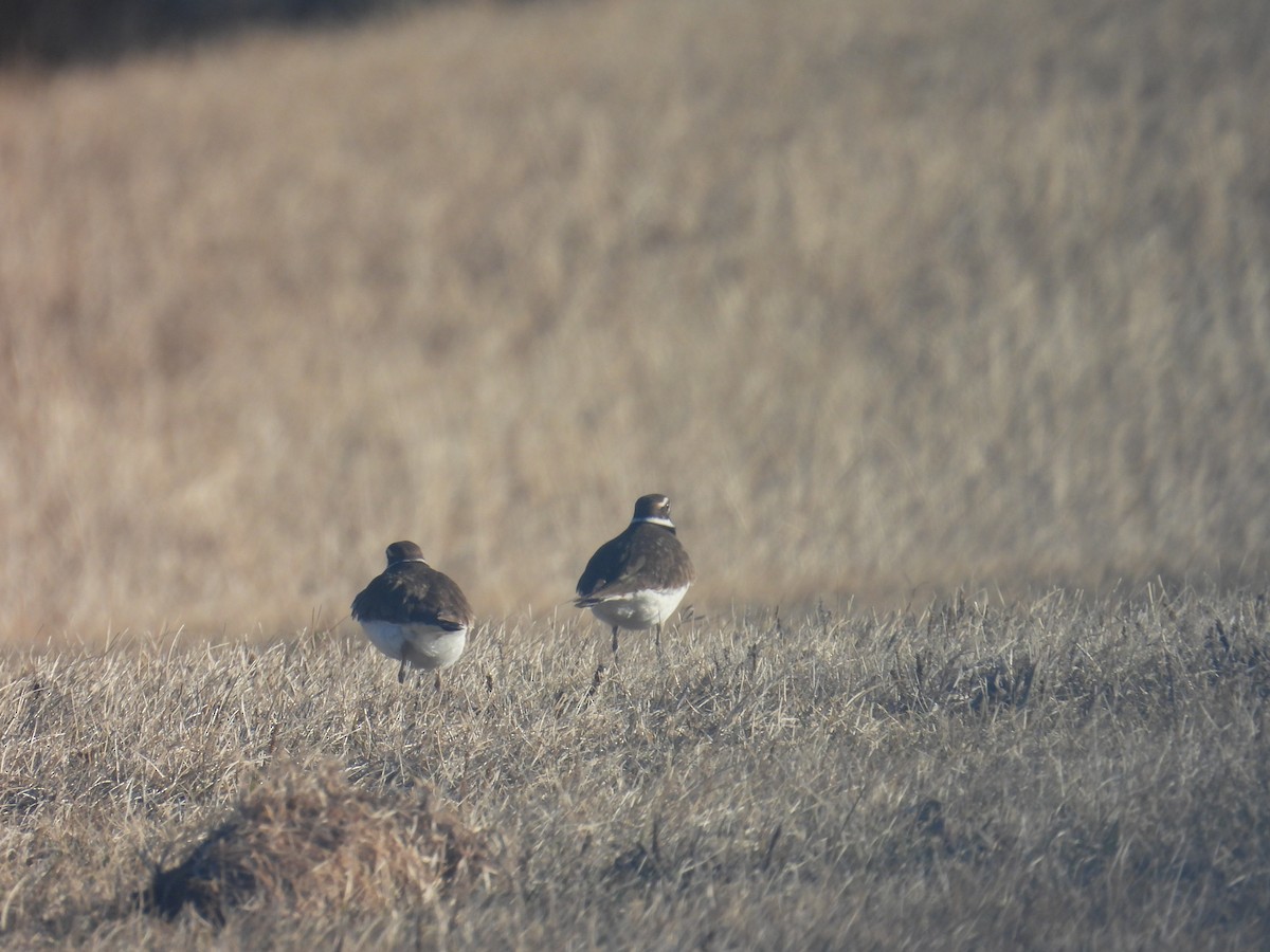 フタオビチドリ - ML652653936