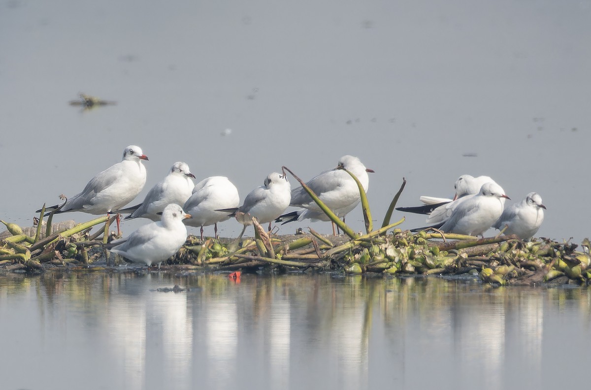 Brown-headed Gull - ML652654177