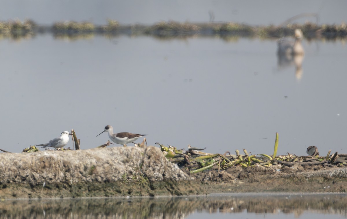 Whiskered Tern - ML652654288