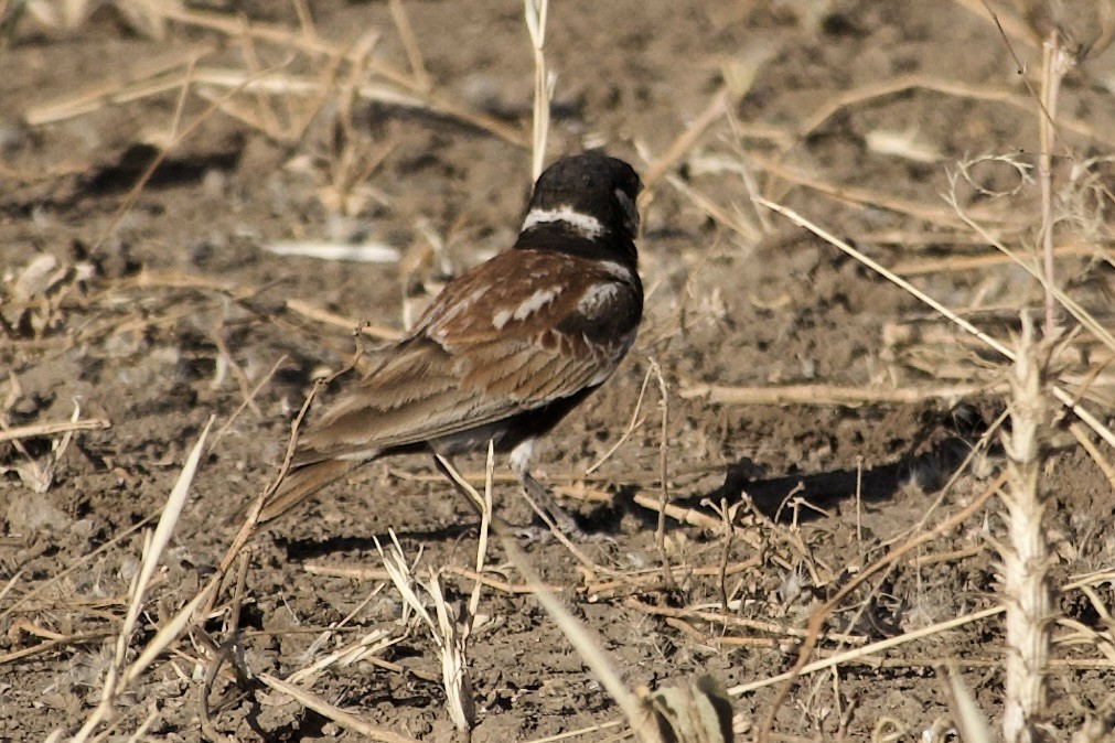 Chestnut-backed Sparrow-Lark - ML652654350