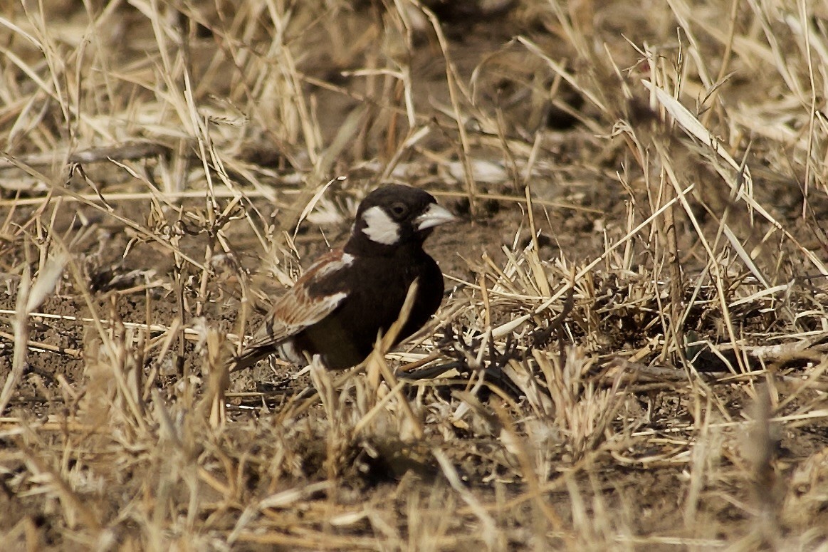Chestnut-backed Sparrow-Lark - ML652654352