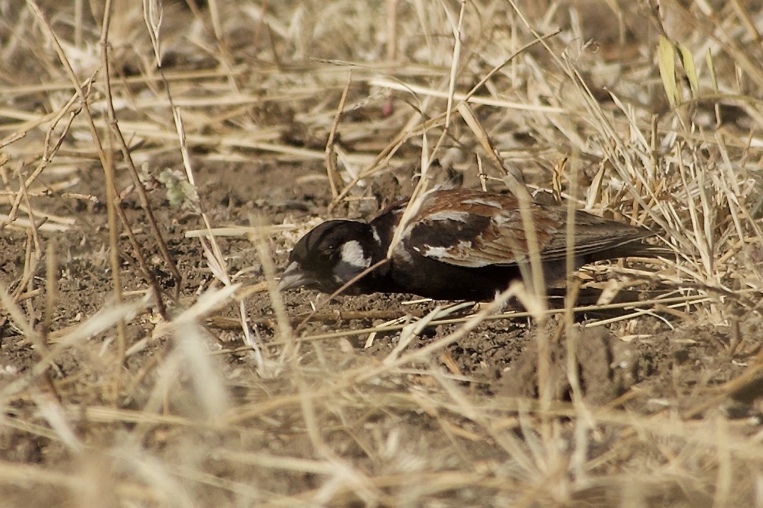 Chestnut-backed Sparrow-Lark - ML652654353