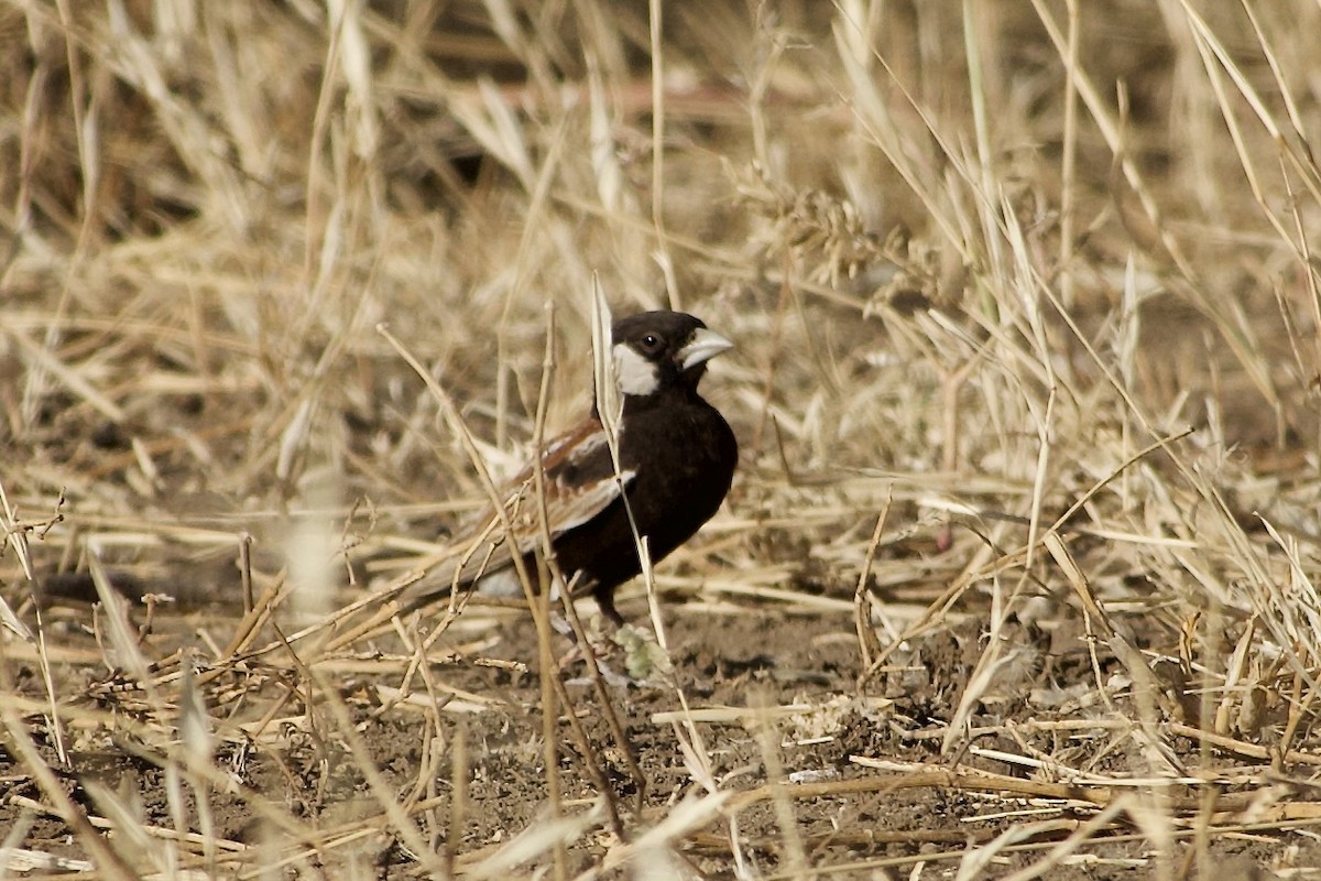 Chestnut-backed Sparrow-Lark - ML652654355