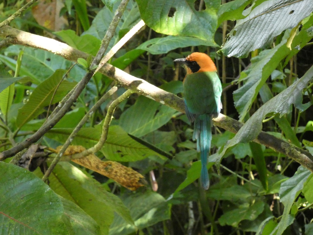 Broad-billed Motmot - ML652654377