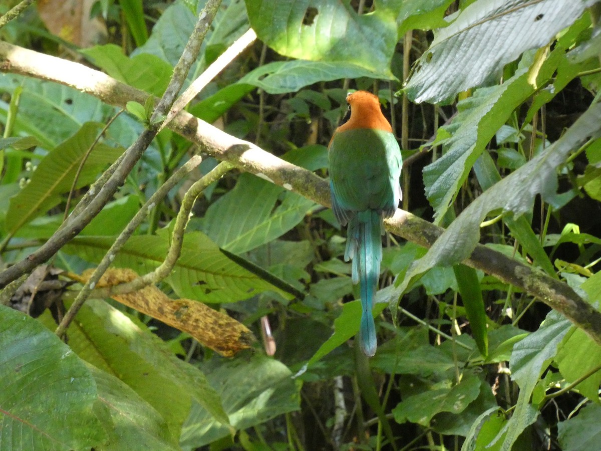 Broad-billed Motmot - ML652654378