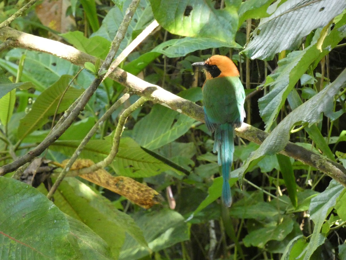Broad-billed Motmot - ML652654379