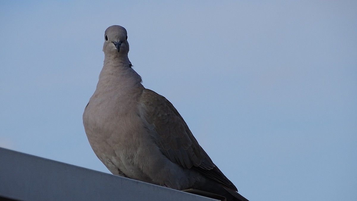 Горлиця садова - ML652654528