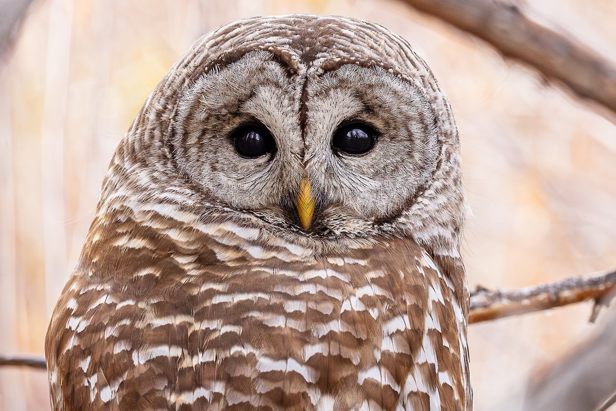 Barred Owl - ML652654541