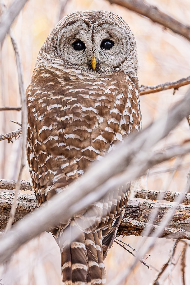 Barred Owl - ML652654559