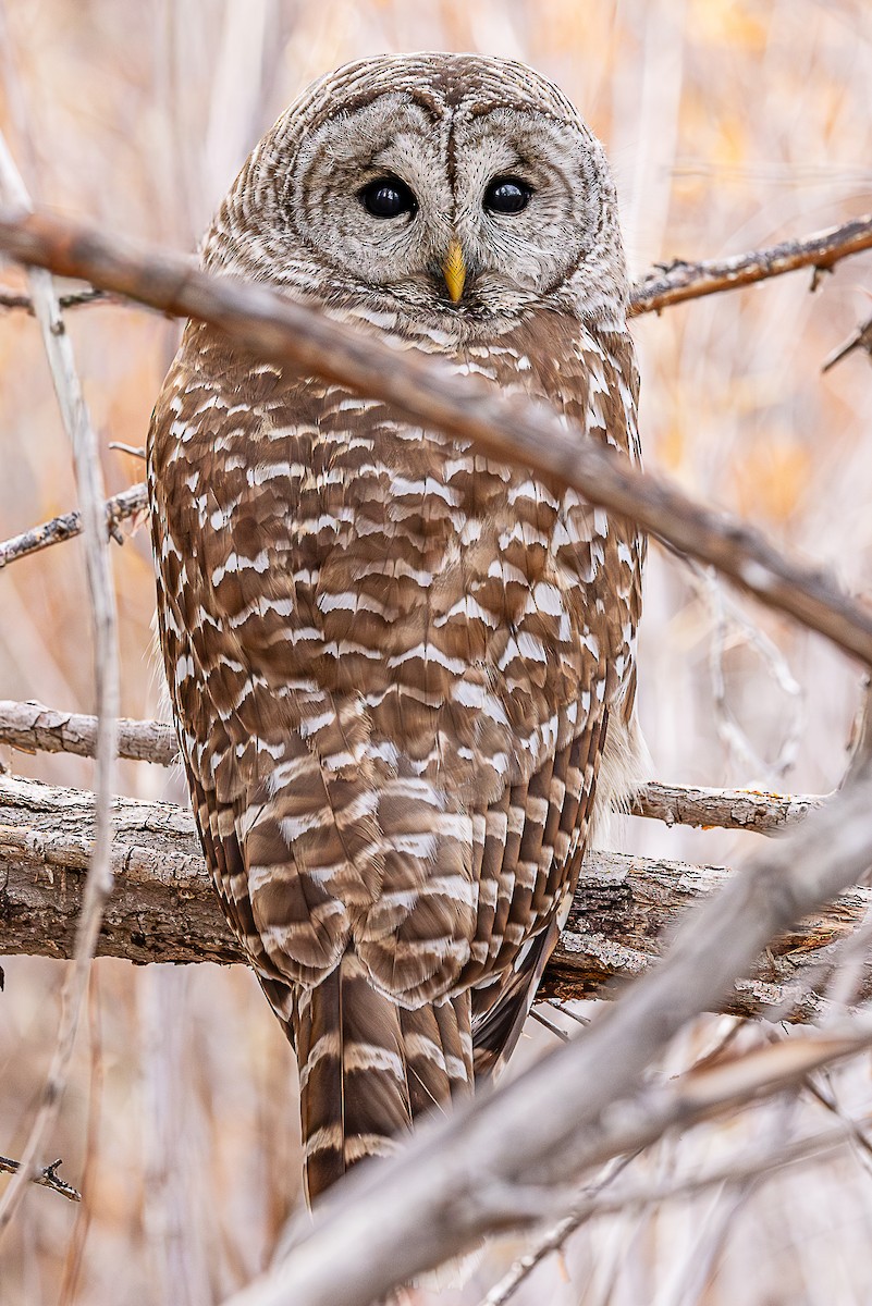 Barred Owl - ML652654561