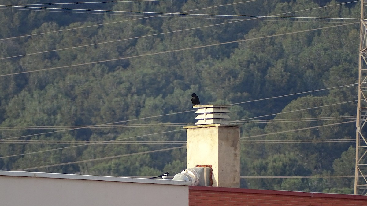 Ворона чорна - ML652654563