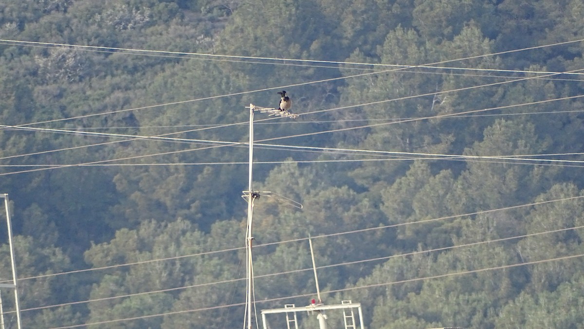 Ворона сіра - ML652654632