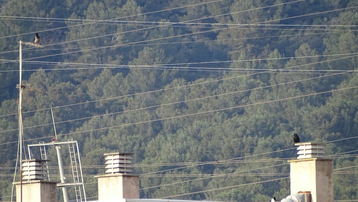 Ворона сіра - ML652654649