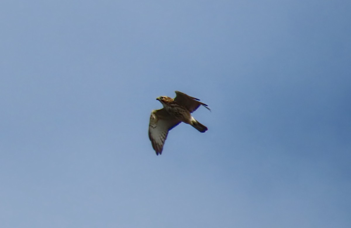 Broad-winged Hawk - ML652655064