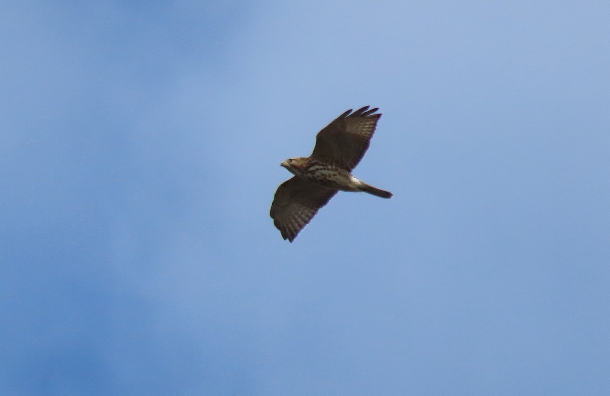 Broad-winged Hawk - ML652655065