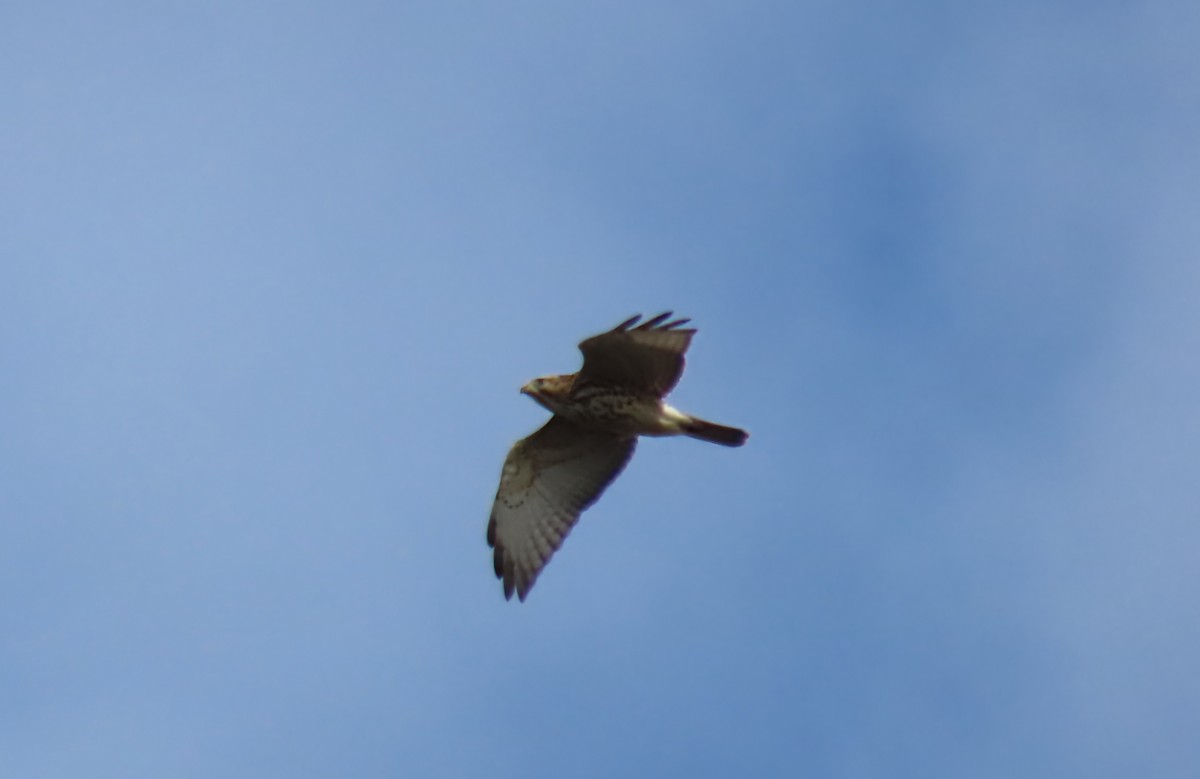 Broad-winged Hawk - ML652655066