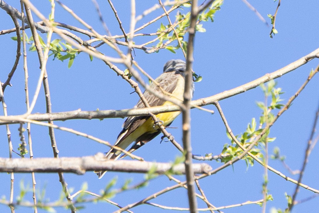 Western Kingbird - ML652655167