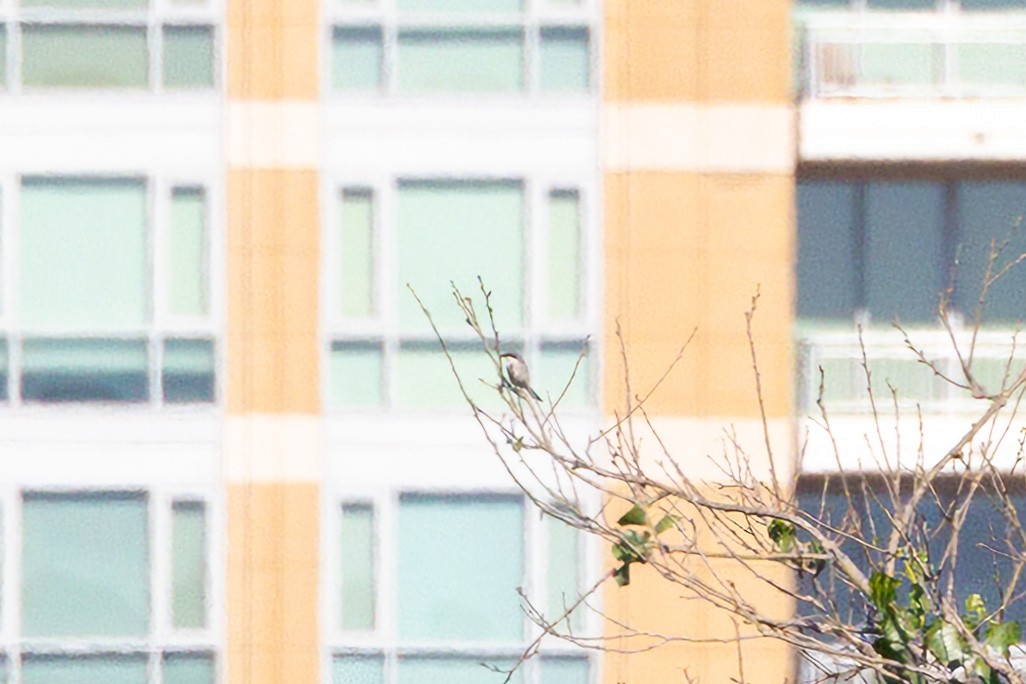 Loggerhead Shrike - ML652655190