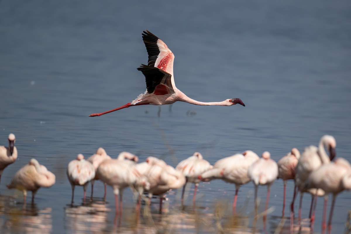 Lesser Flamingo - ML652655213