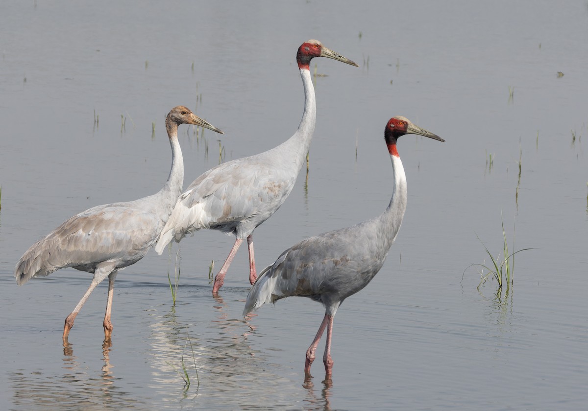 Sarus Crane - ML652655448
