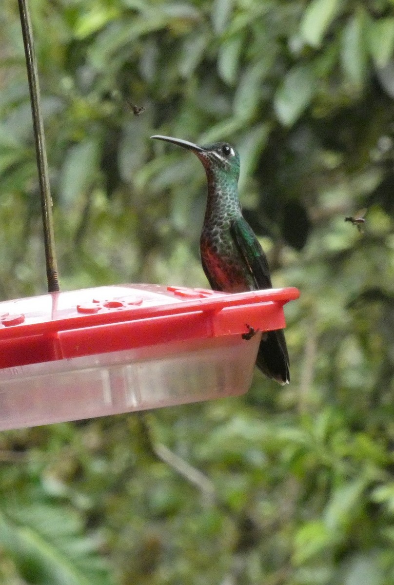 Green-crowned Brilliant - ML652655490