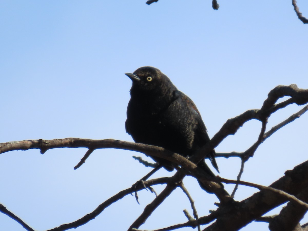 Rusty Blackbird - ML652655494