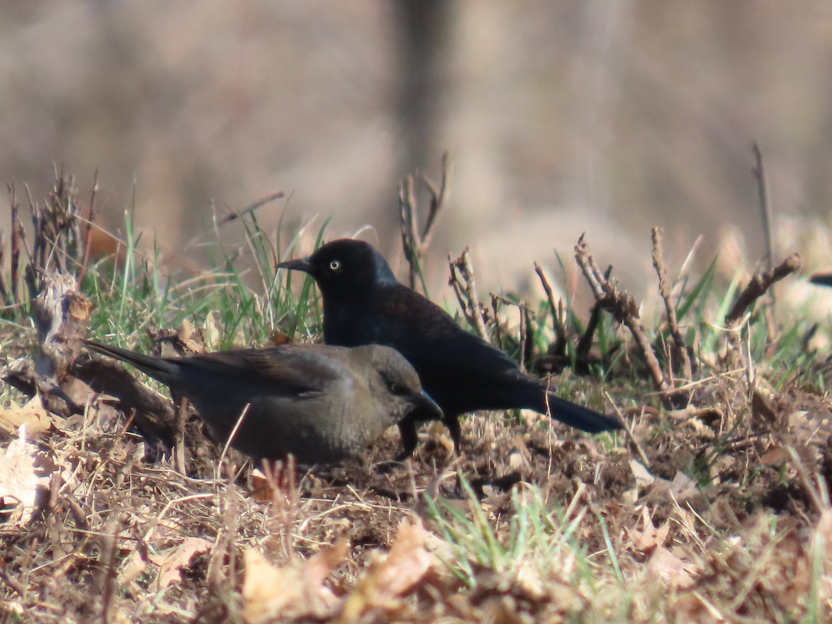 Rusty Blackbird - ML652655495