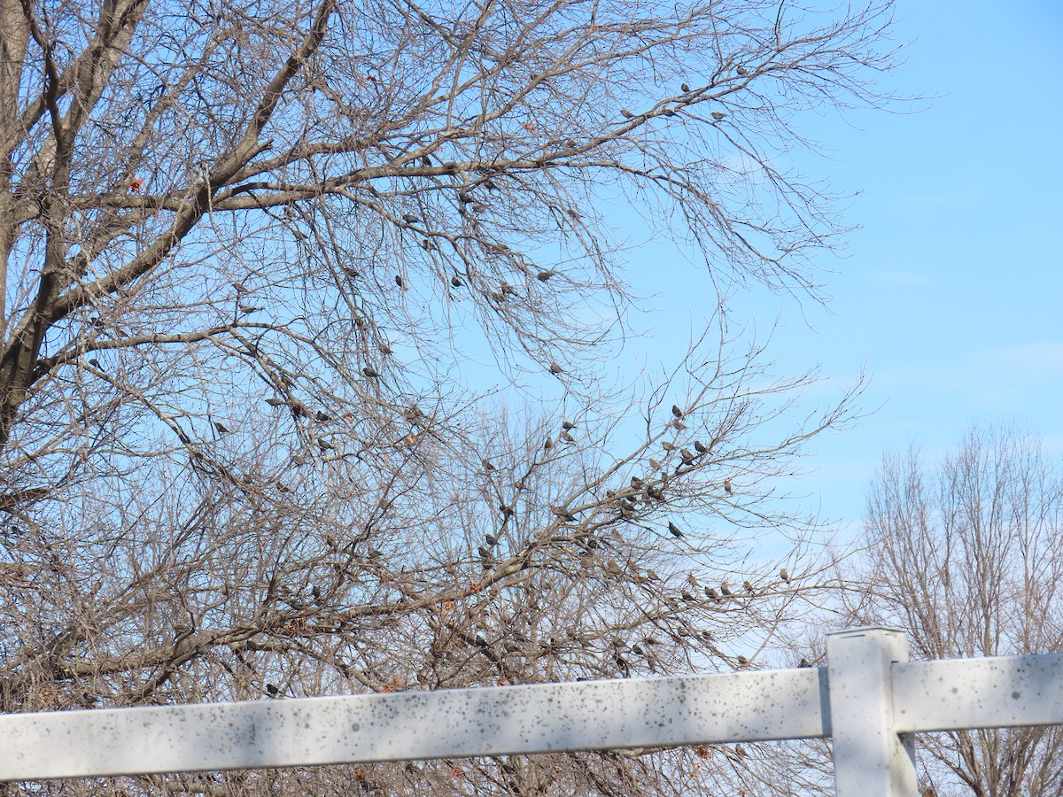 Rusty Blackbird - ML652655496