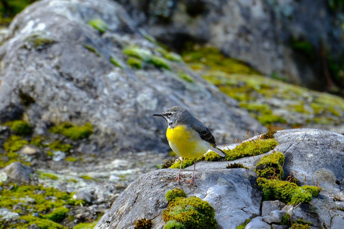 灰鶺鴒 - ML652655750