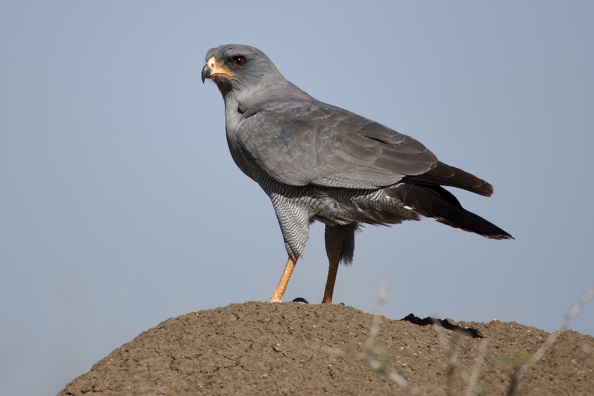 Autour sombre - ML652655904