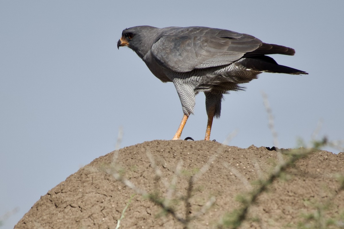 Autour sombre - ML652655905