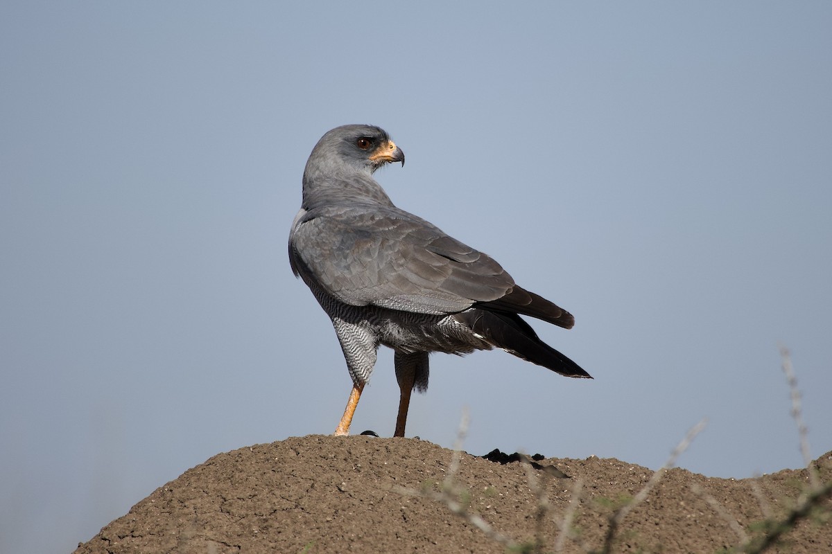 Autour sombre - ML652655906