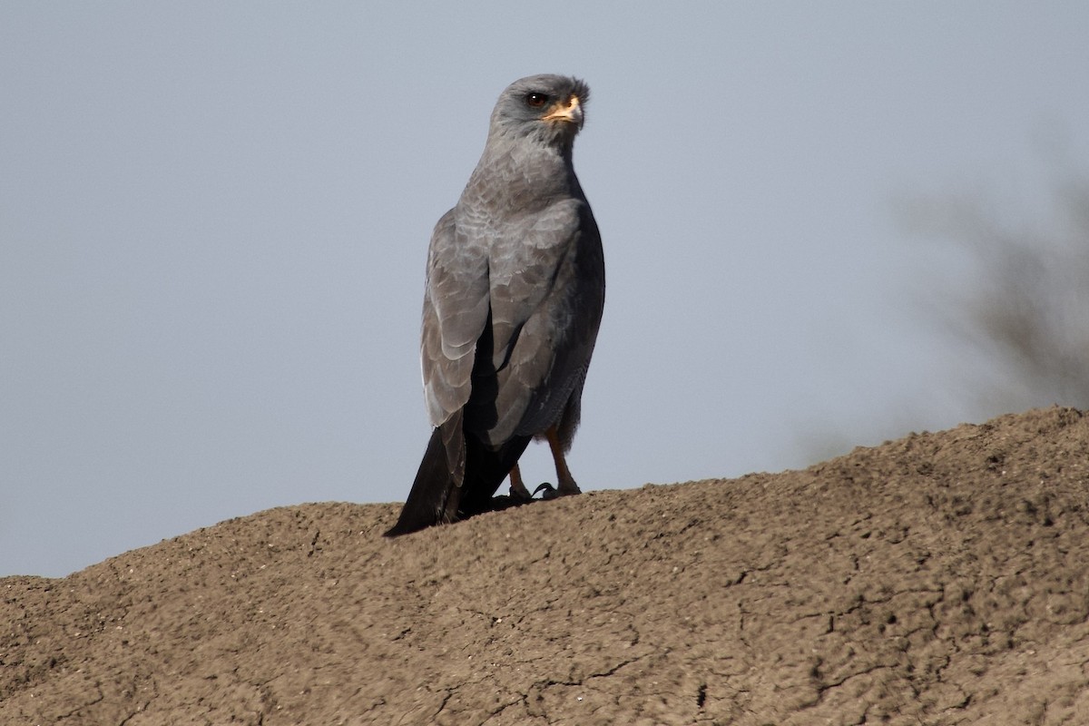 Autour sombre - ML652655907