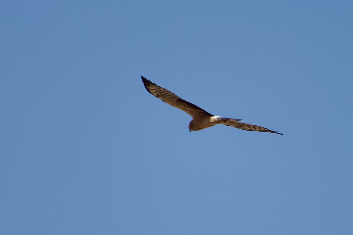 Busard cendré - ML652655979