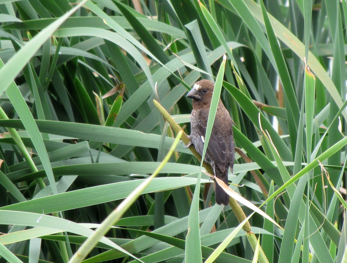 tykknebbvever - ML652655991