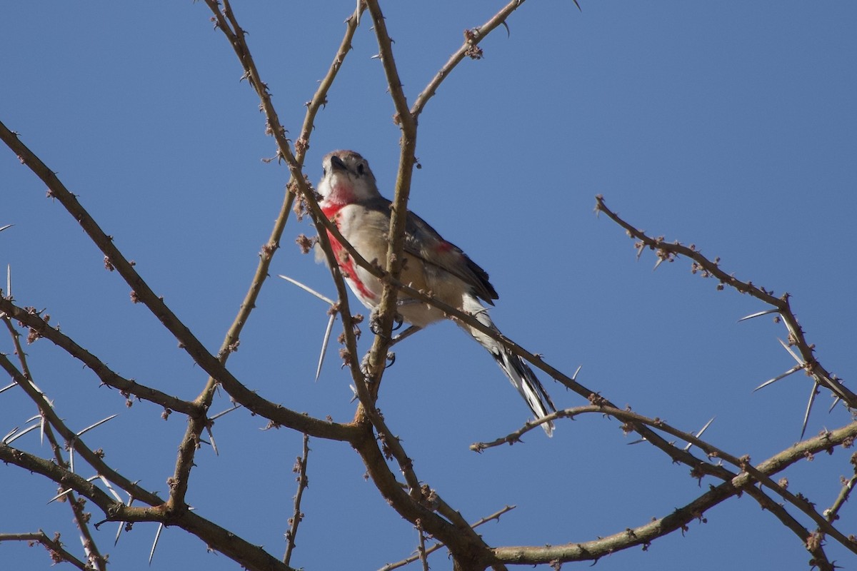 Gonolek à croupion rose - ML652656026