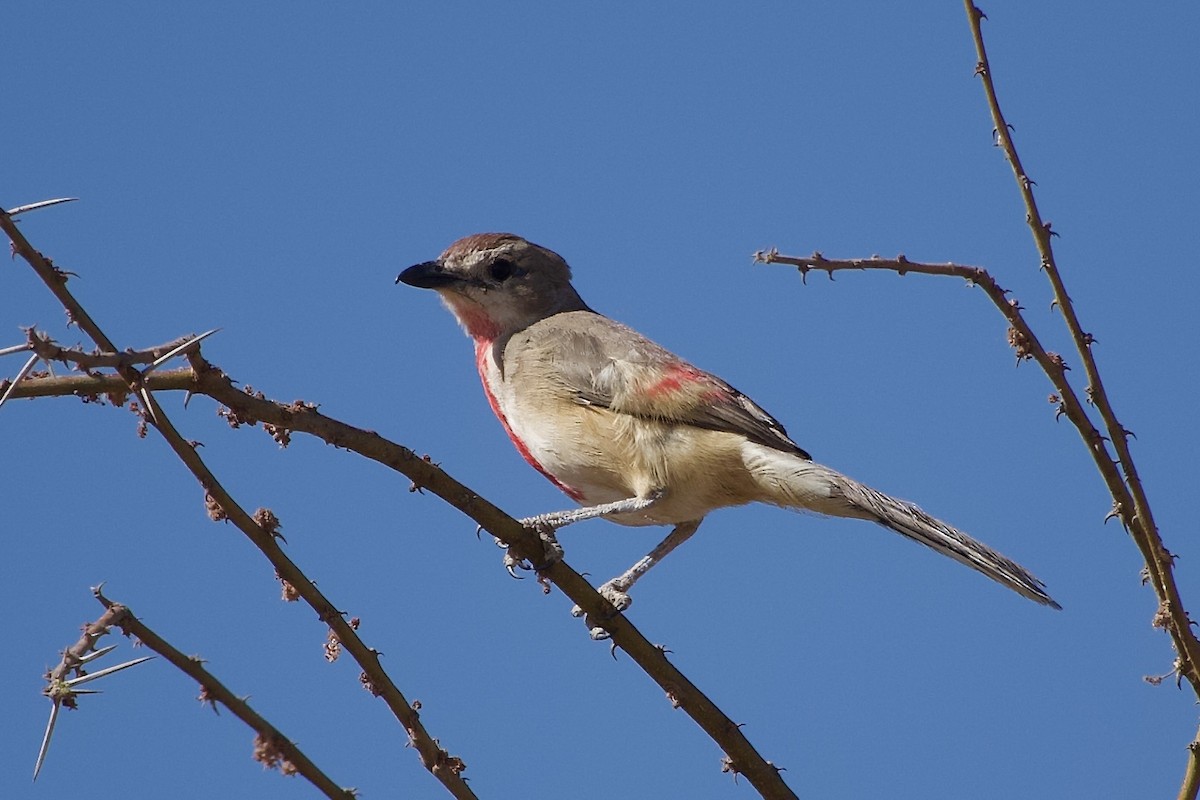 Gonolek à croupion rose - ML652656027