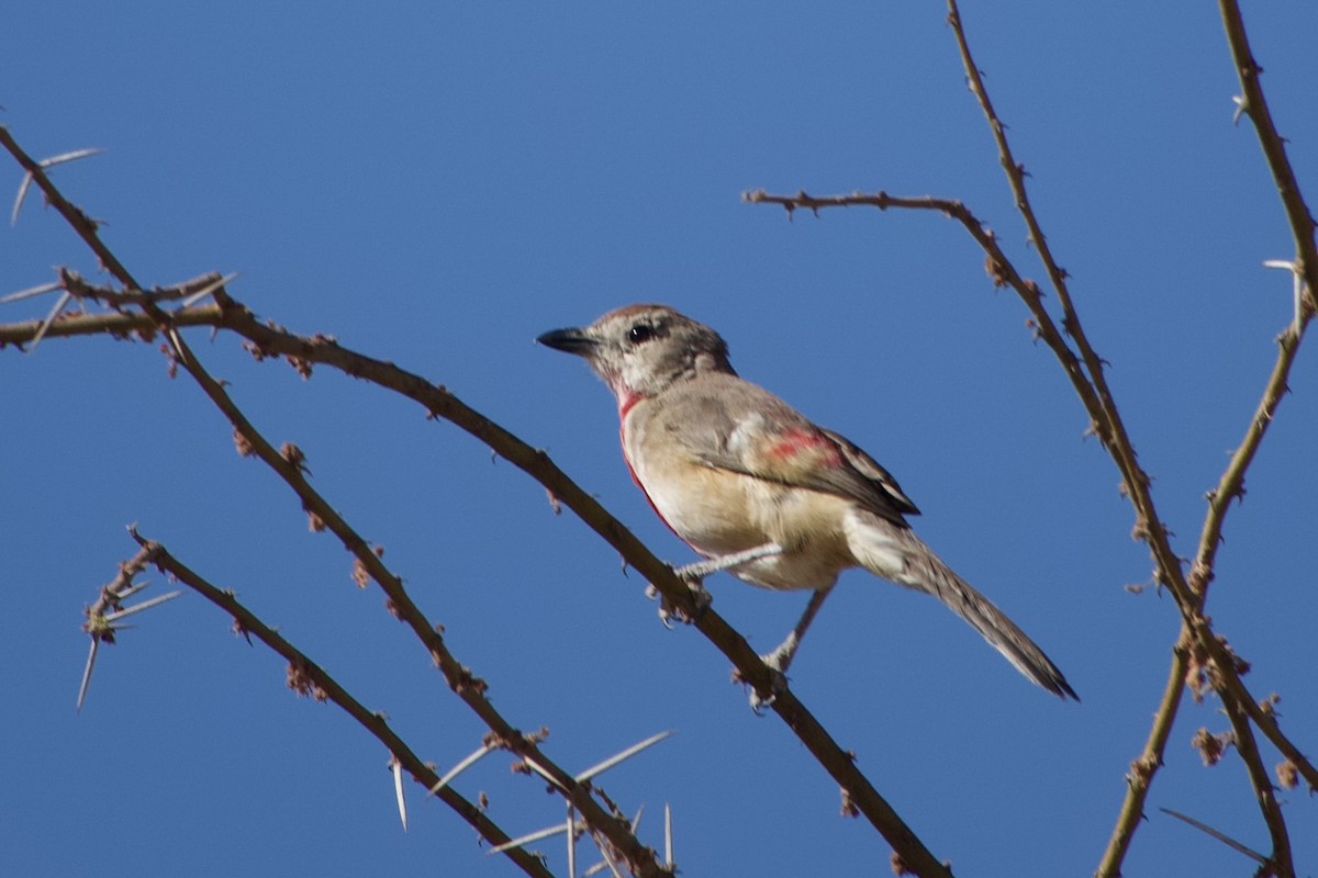 Gonolek à croupion rose - ML652656028