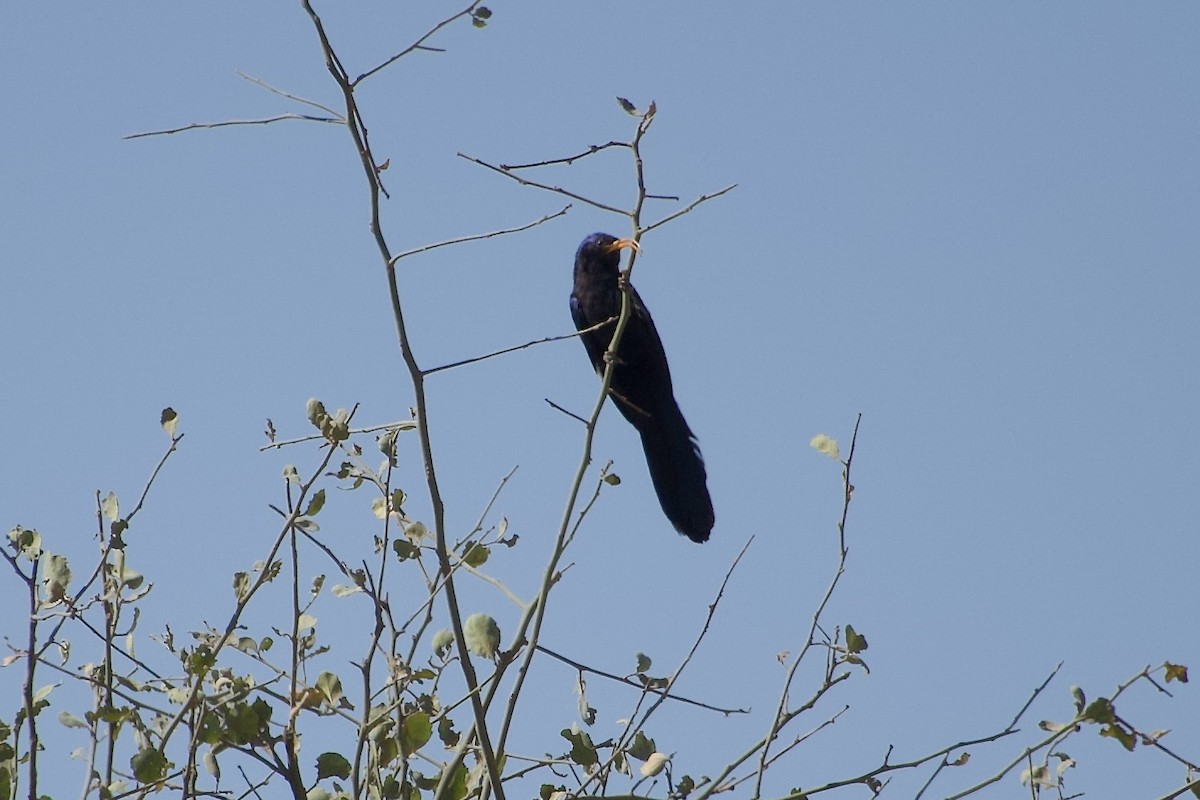 Irrisor à cimeterre - ML652656167