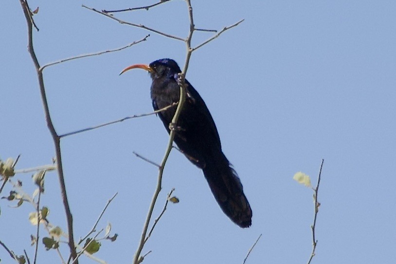 Irrisor à cimeterre - ML652656168